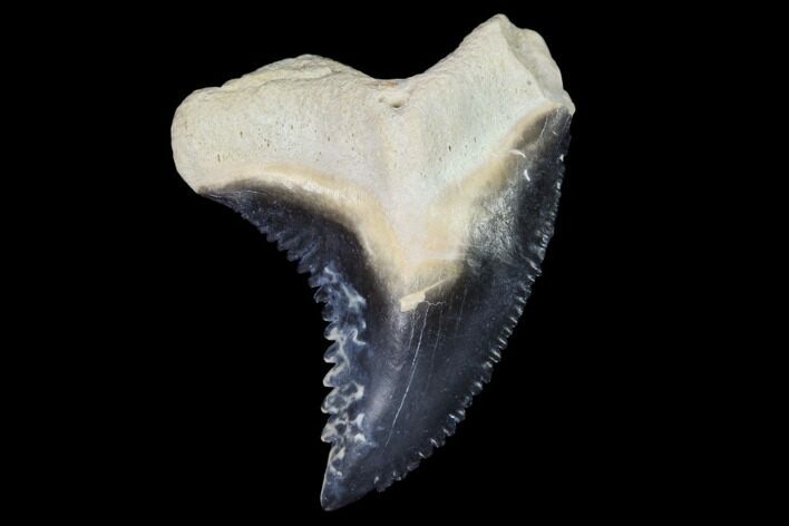 Fossil Shark Tooth (Hemipristis) - Bone Valley, Florida #122581